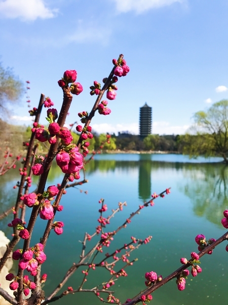 王歆－抛书人对一枝春