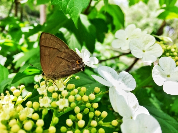 邢惠清－幺蛾子恋上天目琼花