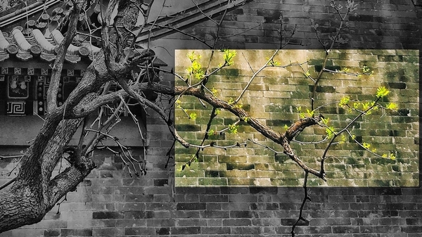 关欣－老树发新芽